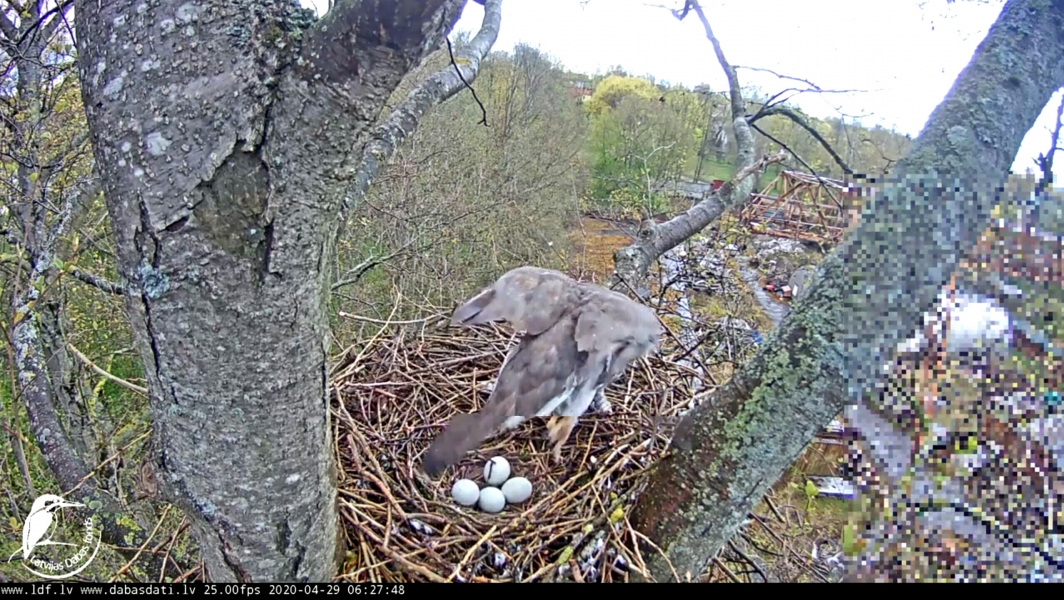 goshawk nest cam 2020