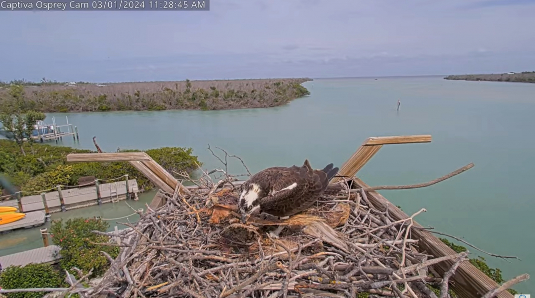 Osprey Nests in North America Page 147 Looduskalender