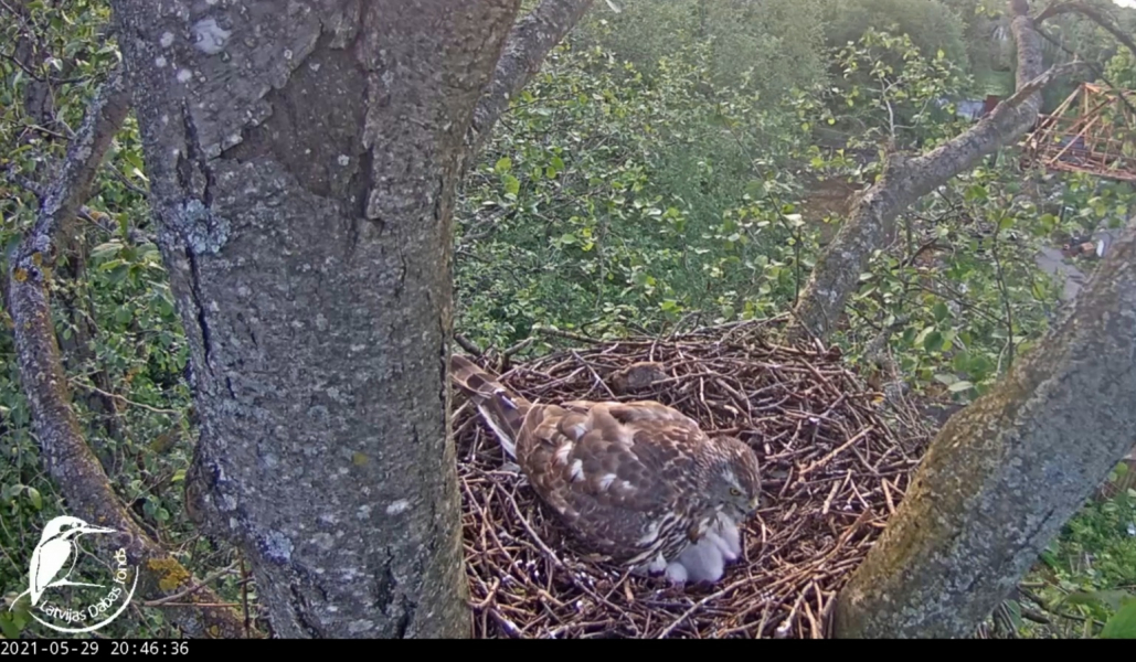 goshawk nest cam 2021