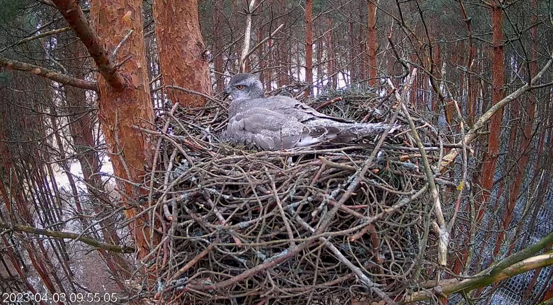 goshawk nest cam 2021