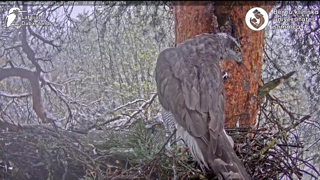 Goshawk Nests in Riga 2024 - Page 22 - Looduskalender