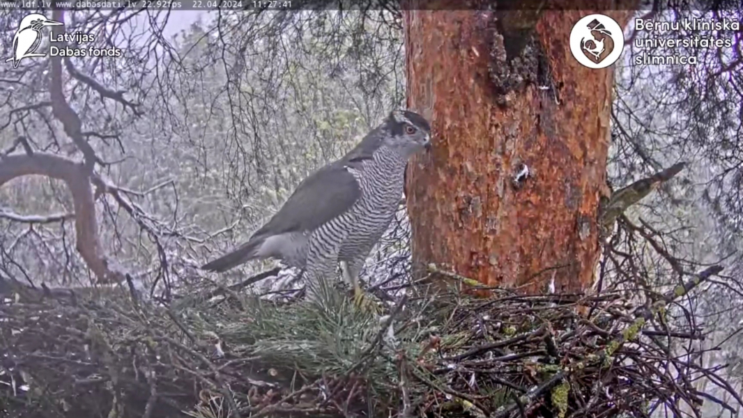 Goshawk Nests in Riga 2024 - Page 22 - Looduskalender