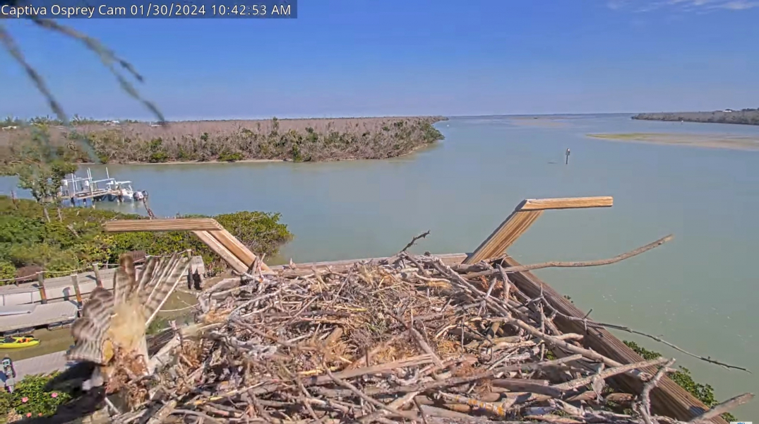 Osprey Nests in North America Page 143 Looduskalender